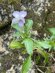 Viola arborescens