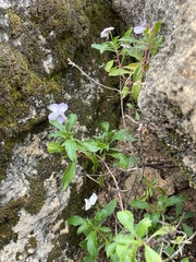 Viola arborescens