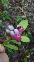 Ericaceae