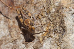 Calliptamus barbarus
