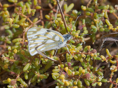 Pontia glauconome