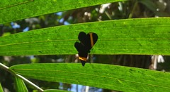 Panara soana