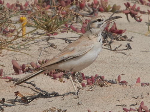 Greater Hoopoe-Lark (Alaemon alaudipes), photo 6