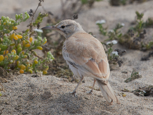 Greater Hoopoe-Lark (Alaemon alaudipes), photo 9