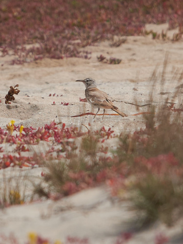 Greater Hoopoe-Lark (Alaemon alaudipes), photo 7