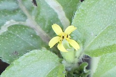 Calyptocarpus vialis image