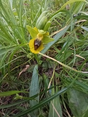 Ophrys lutea