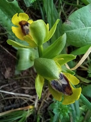 Ophrys lutea