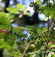 Fuchsia microphylla