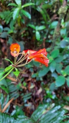 Bomarea costaricensis