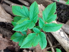 Aegopodium
