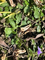 Mazus fauriei
