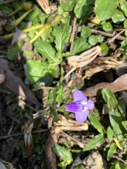 Mazus fauriei