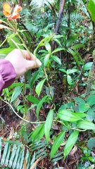 Bomarea costaricensis