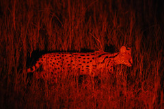 Leptailurus serval serval