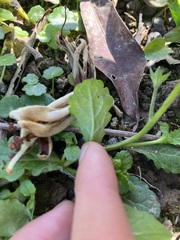 Mazus fauriei