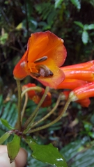 Bomarea costaricensis