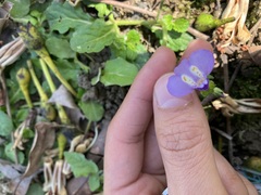 Mazus fauriei