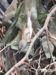 Curruca conspicillata