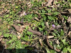 Mazus fauriei