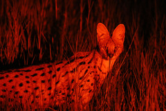 Leptailurus serval serval