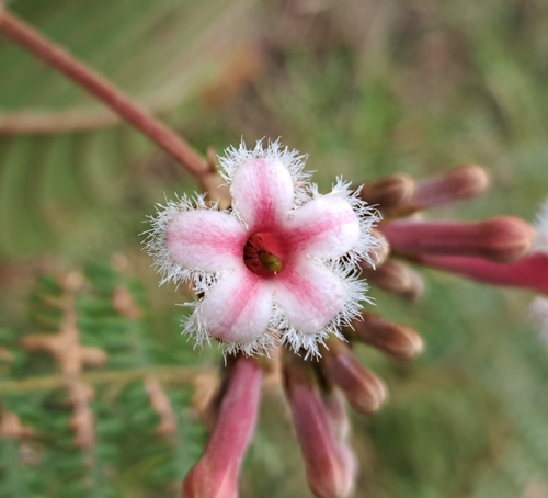 Cinchona pubescens