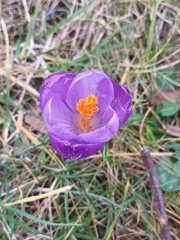 Crocus neapolitanus