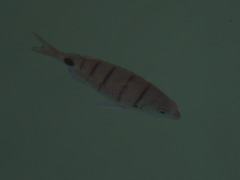 Diplodus lineatus