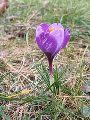 Crocus neapolitanus