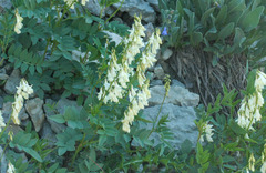 Hedysarum sulphurescens