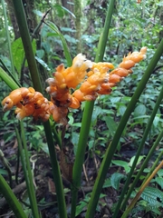 Stromanthe stromanthoides