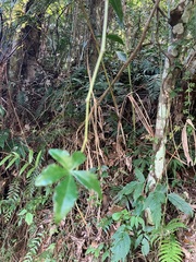 Tetrastigma obtectum