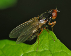 Psilidae
