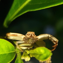 Misumenoides