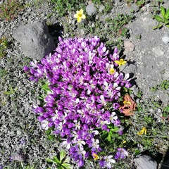 Gentianella cerastioides