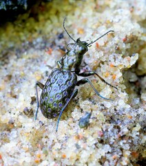 Elaphrus cupreus