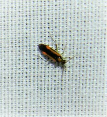 Stenotus binotatus