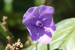 Brunfelsia latifolia