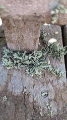 Ramalina complanata