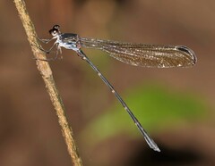 Devadatta
