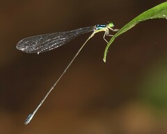 Stenagrion dubium