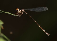 Platystictidae