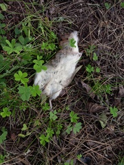 Rattus rattus