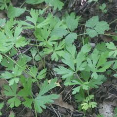 Ranunculus auricomus