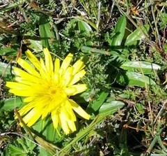 Hypochaeris sessiliflora