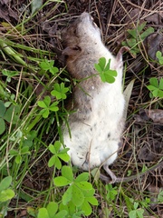 Rattus rattus