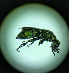 Chrysura