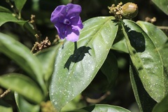 Brunfelsia latifolia