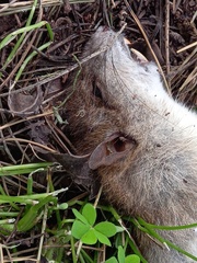 Rattus rattus