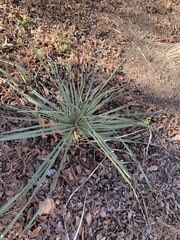 Yucca louisianensis